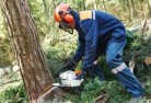 Dittmertree-cutting-services-21.jpg; ?>